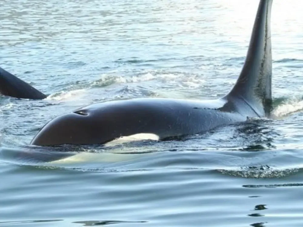 Private Whale Watching: for groups with 6+ Guests! - 1