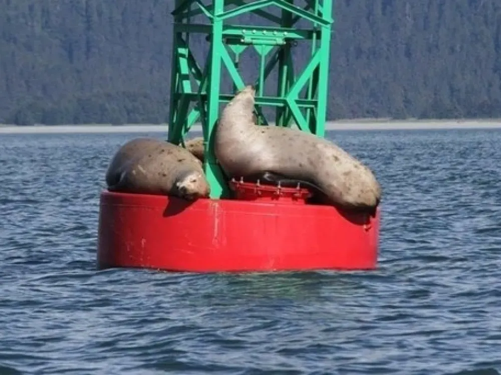 Private Whale Watching: for groups with 6+ Guests! - 3