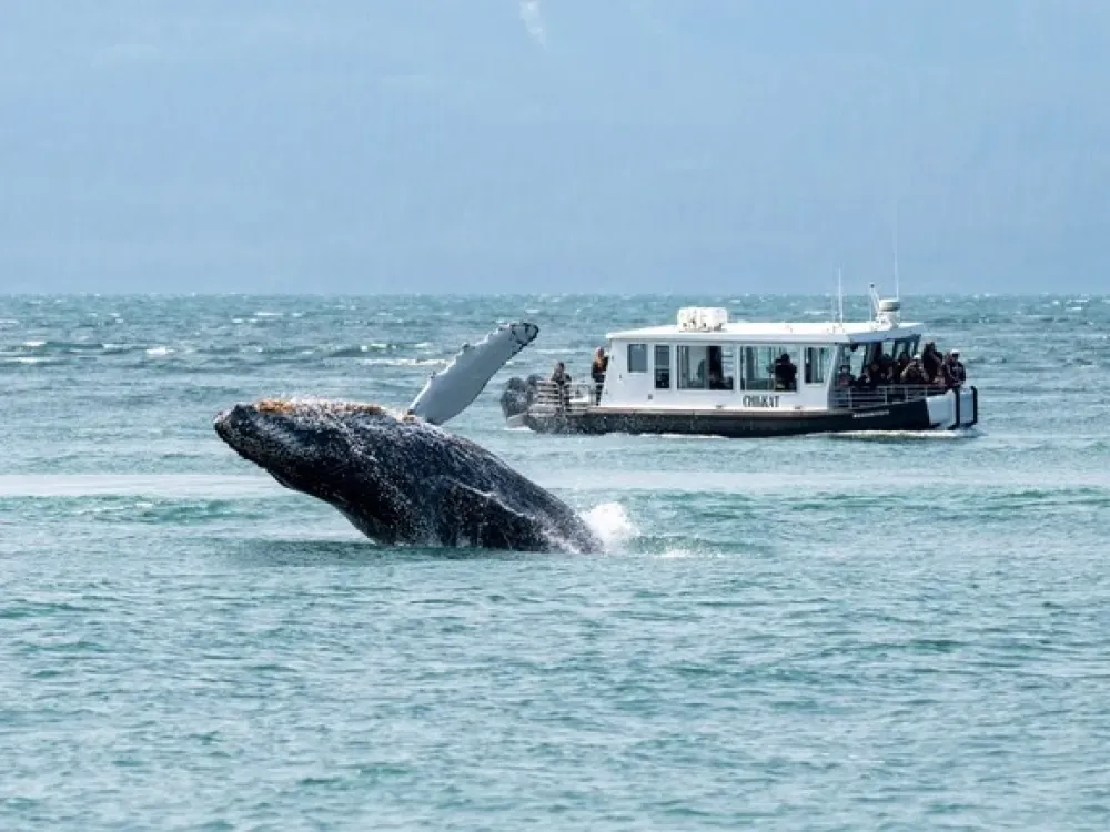 Outback Signature Whale Watching Experience - 2