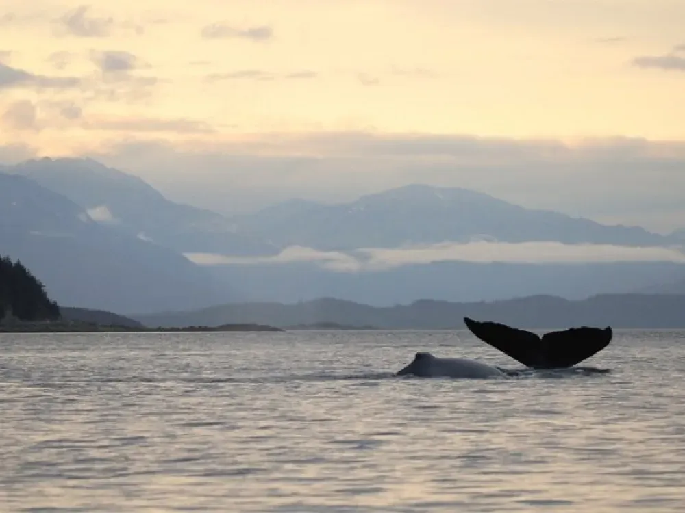 Outback Signature Whale Watching Experience - 3