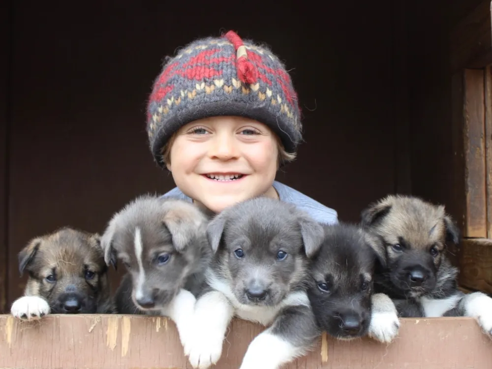 DogGoneIt Dog Mushing Demonstration and Kennel Tour - 1