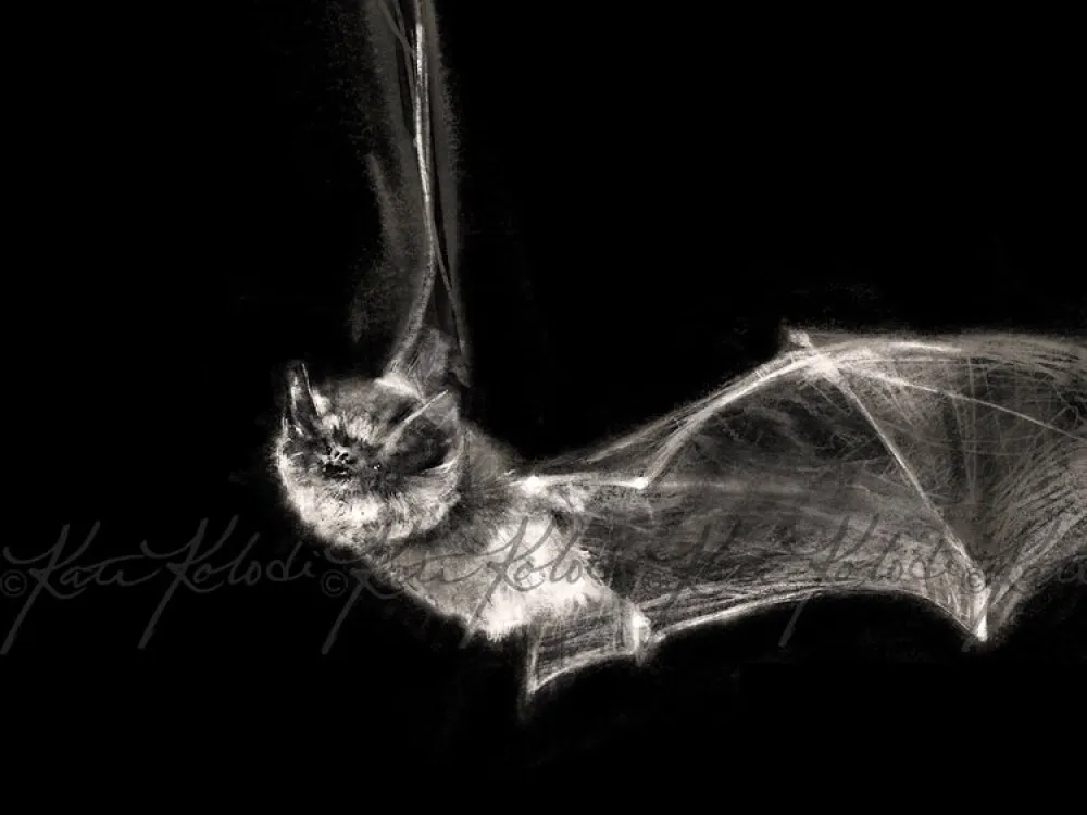 Bat - 2