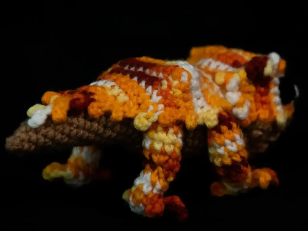 Lasagna the Bearded Dragon - 5