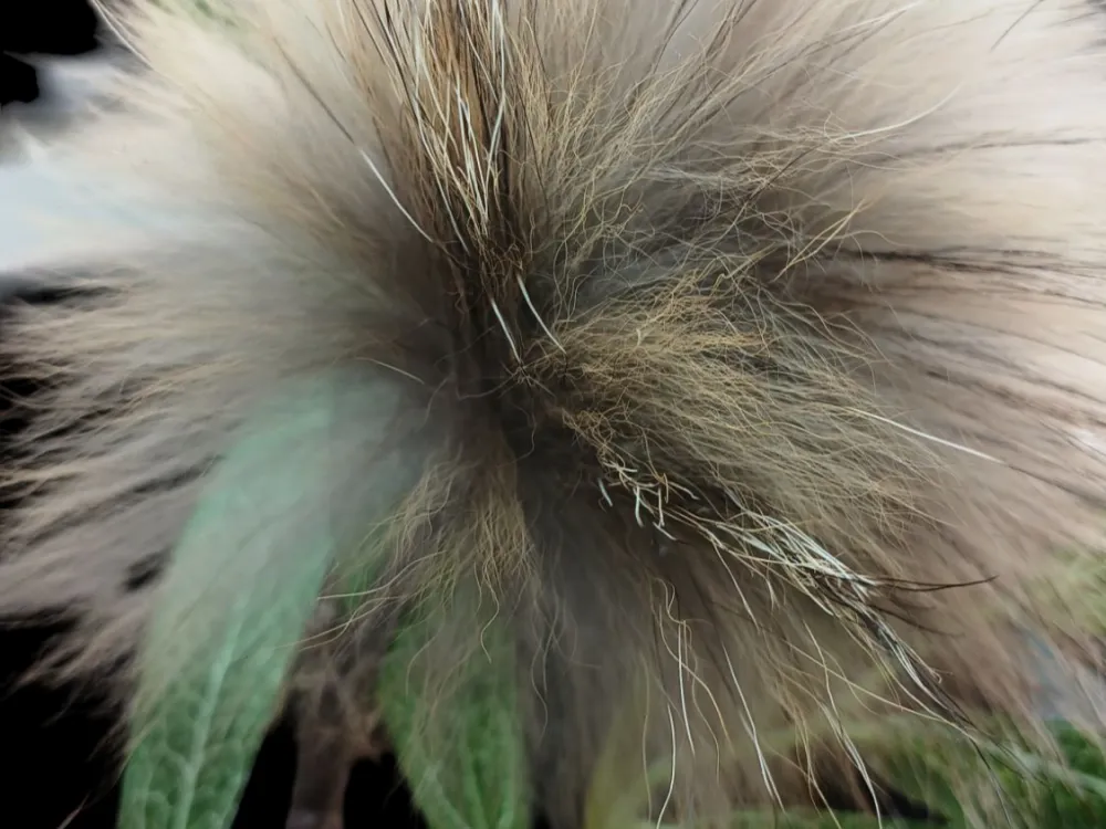 Alaskan Forever Fur Flowers - 2