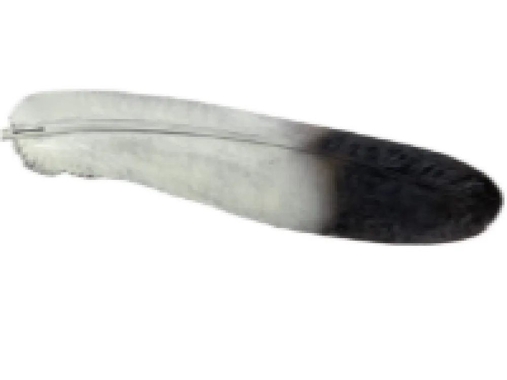 Bronze Eagle Feather life-size - 3