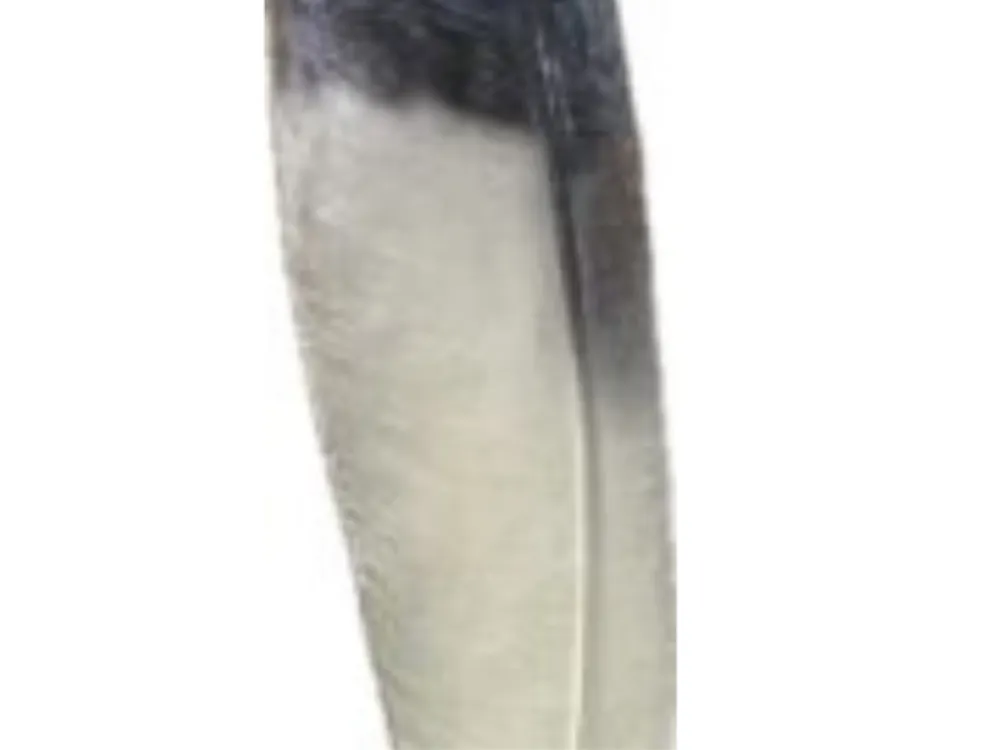 Bronze Eagle Feather life-size - 4
