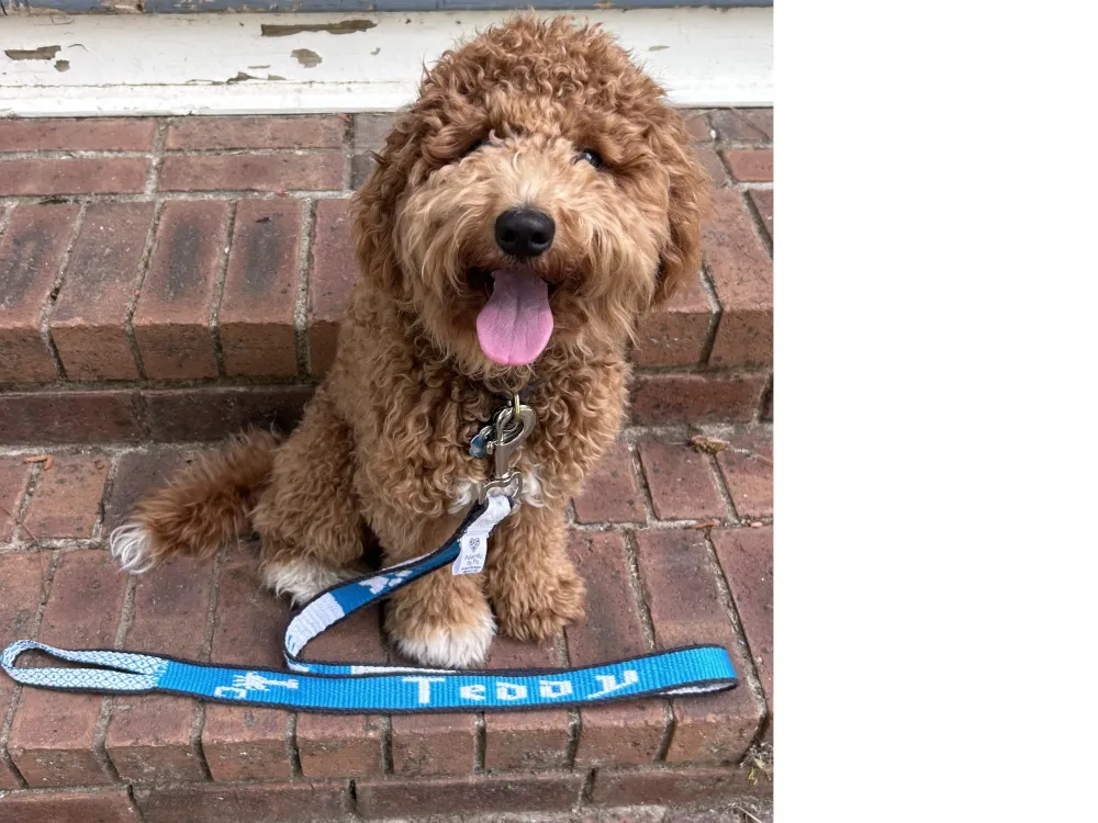 Hand-woven dog leashes - 5