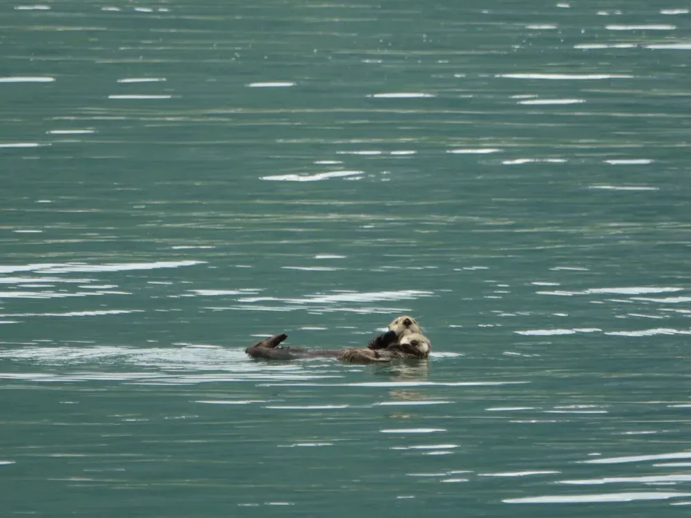 Marine Expedition & Wildlife Quest - 2