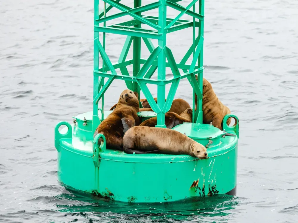 Marine Expedition & Wildlife Quest - 5