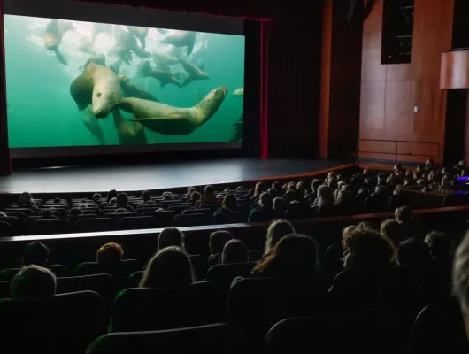 Sitka's Hidden Wonders Wildlife Film