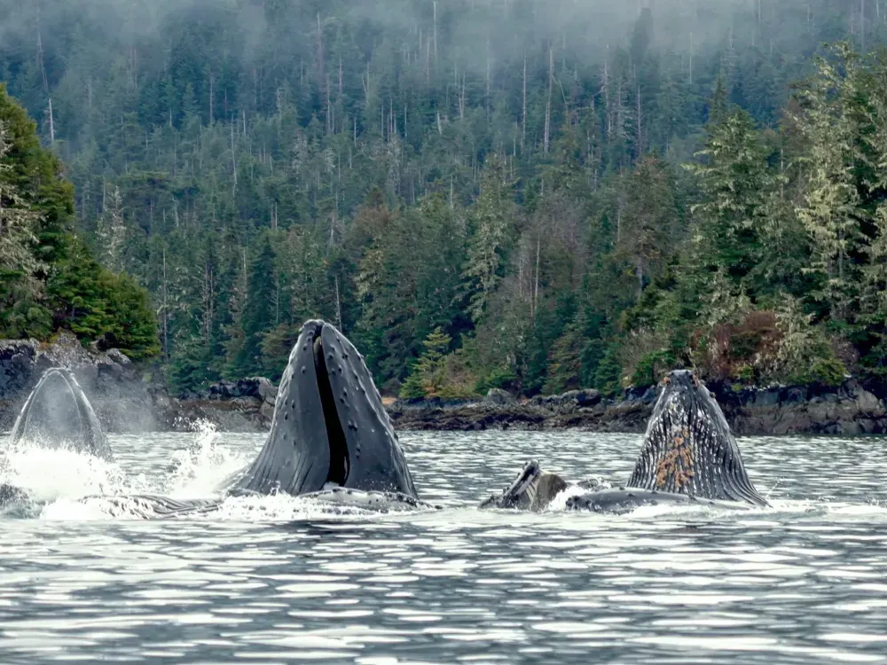 Sitka's Hidden Wonders Wildlife Film - 5