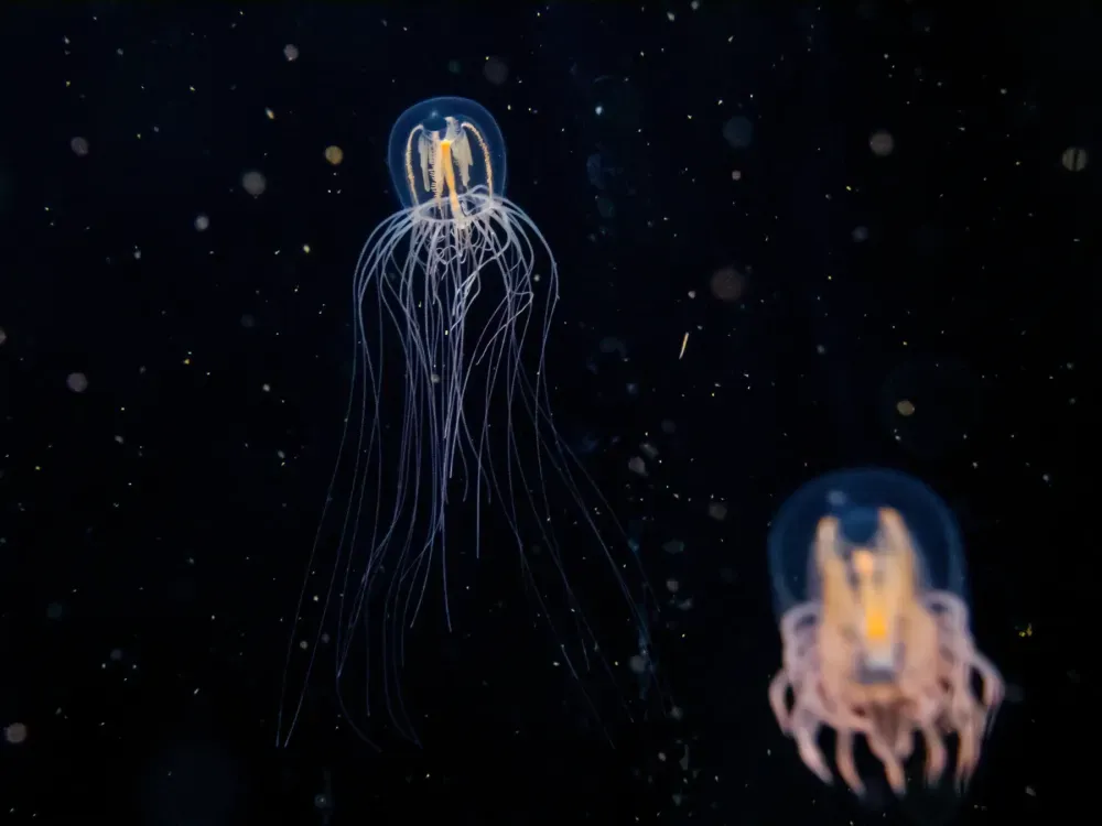 Sitka's Hidden Wonders Wildlife Film - 4