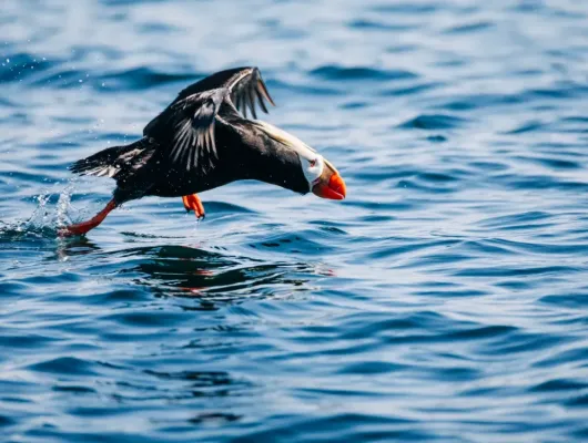 Sitka Wildlife Photography Workshop (3 hours)