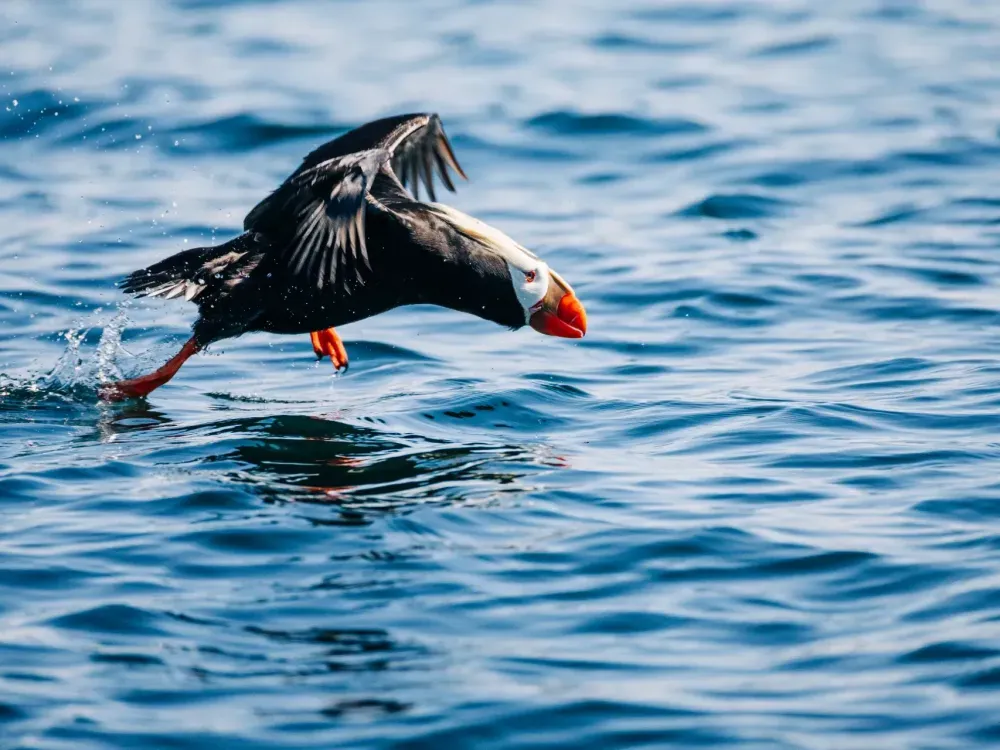 Sitka Wildlife Photography Workshop (3 hours) - 1