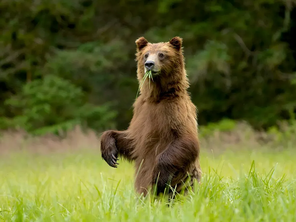 Sitka Wildlife Photography Workshop (3 hours) - 4