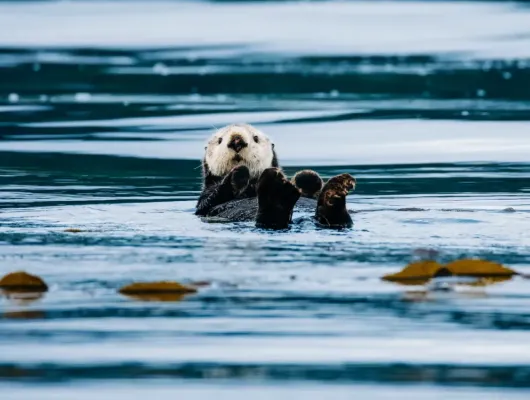 Sitka Wildlife Boat Tour (2.5 hours)