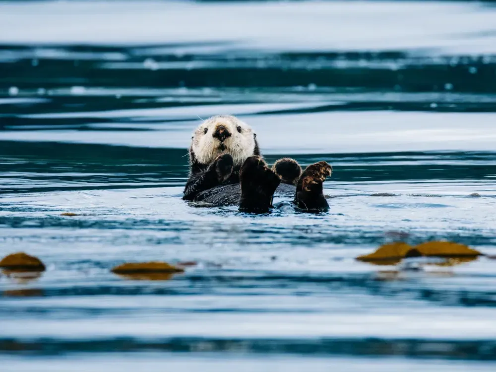 Sitka Wildlife Boat Tour (2.5 hours) - 1