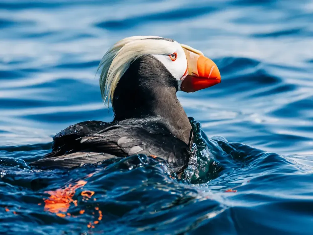 Sitka Wildlife Boat Tour (2.5 hours) - 2
