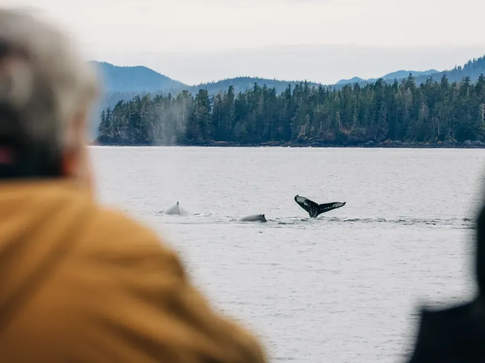 Sitka Wildlife Boat Tour (2.5 hours) - 3