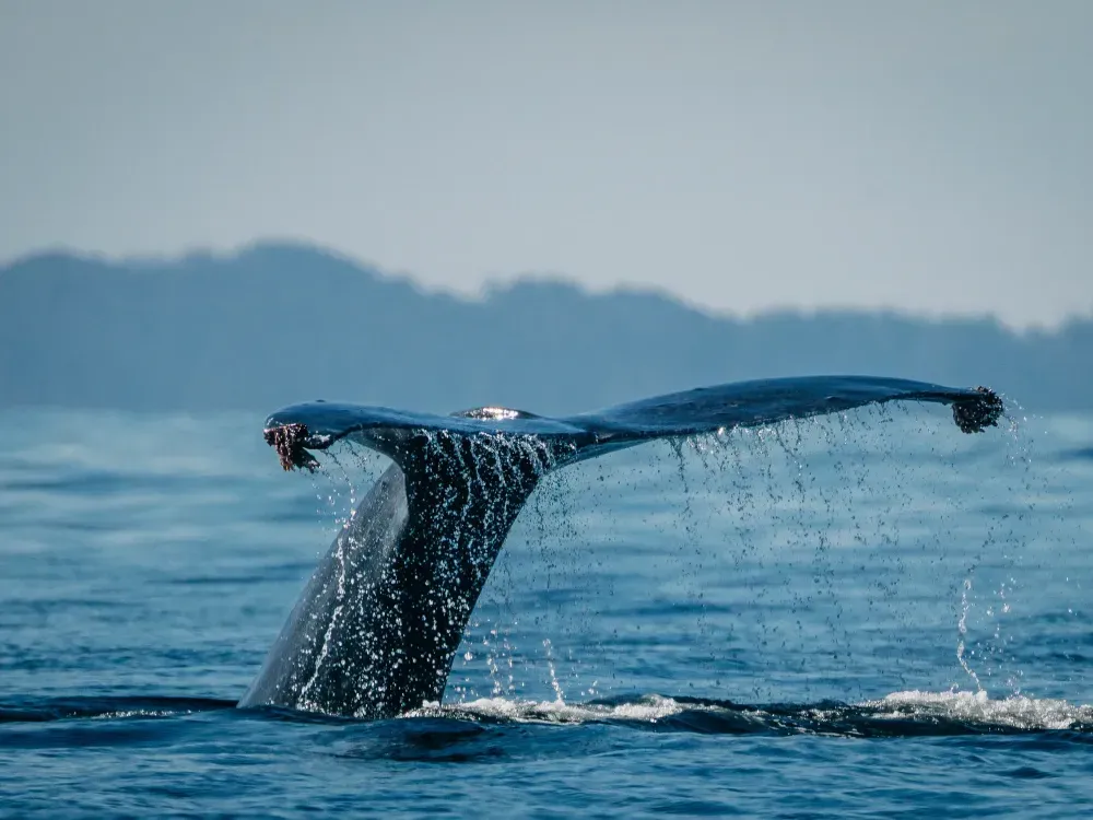 Sitka Wildlife Boat Tour (2.5 hours) - 4