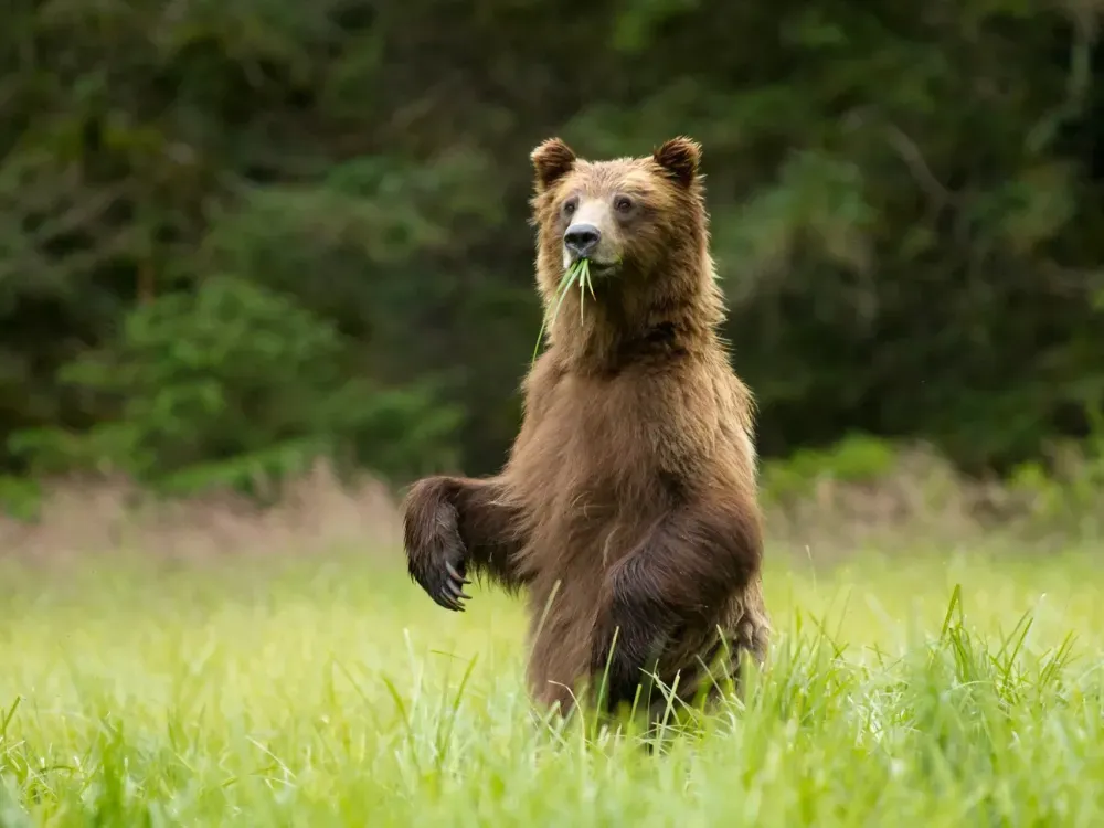 Private Sitka Wildlife Boat Tour (Full Day) - 1