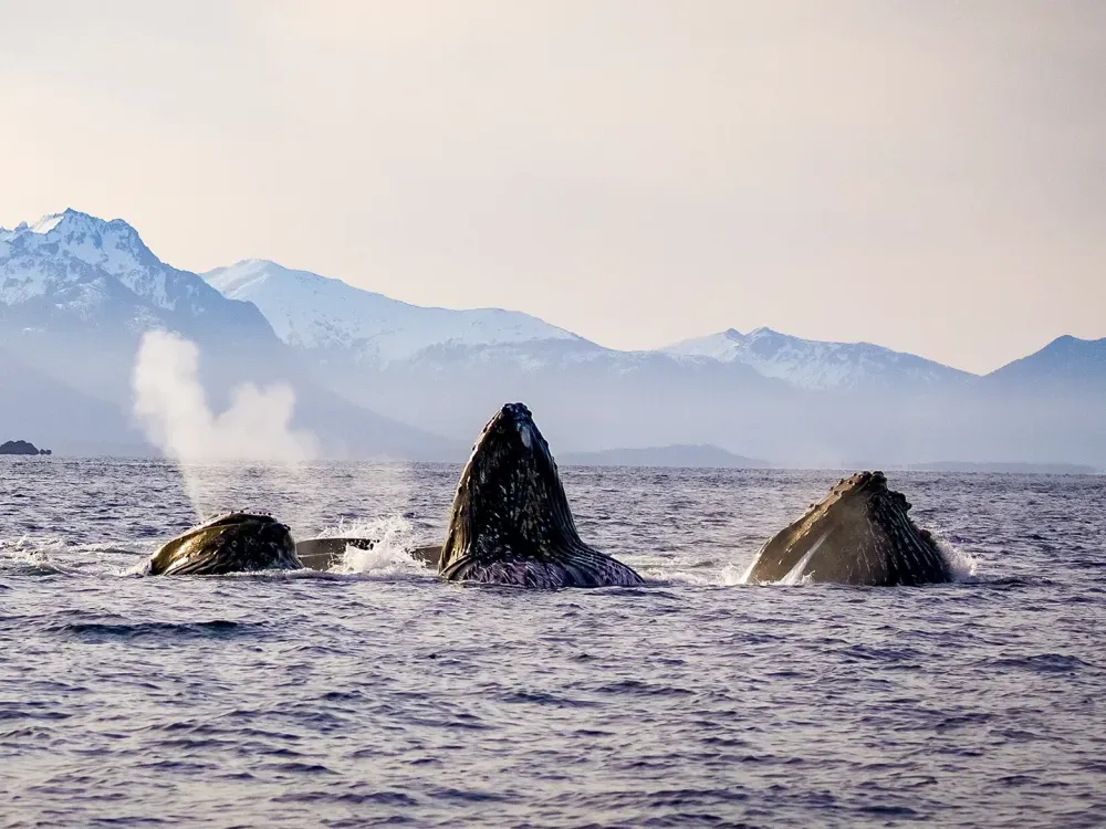 Private Sitka Wildlife Boat Tour (Full Day) - 2