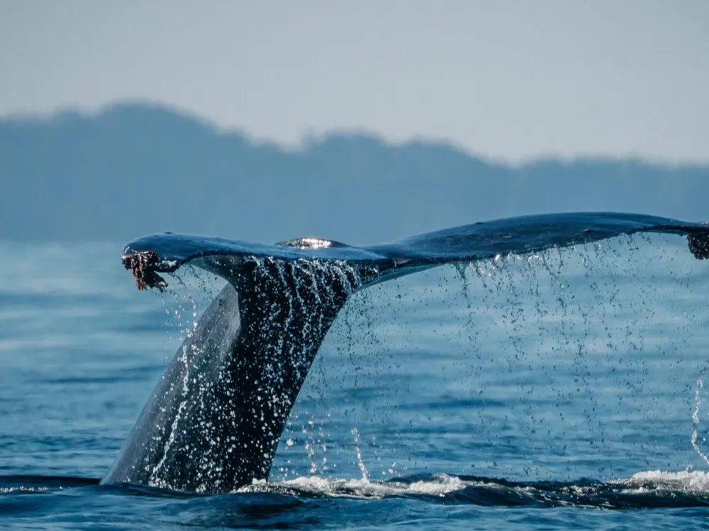 Private Sitka Wildlife Boat Tour (Full Day) - 3