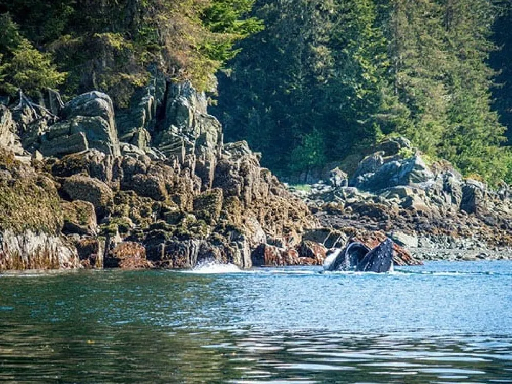 Paddle With Whales Kayak Adventure - 5
