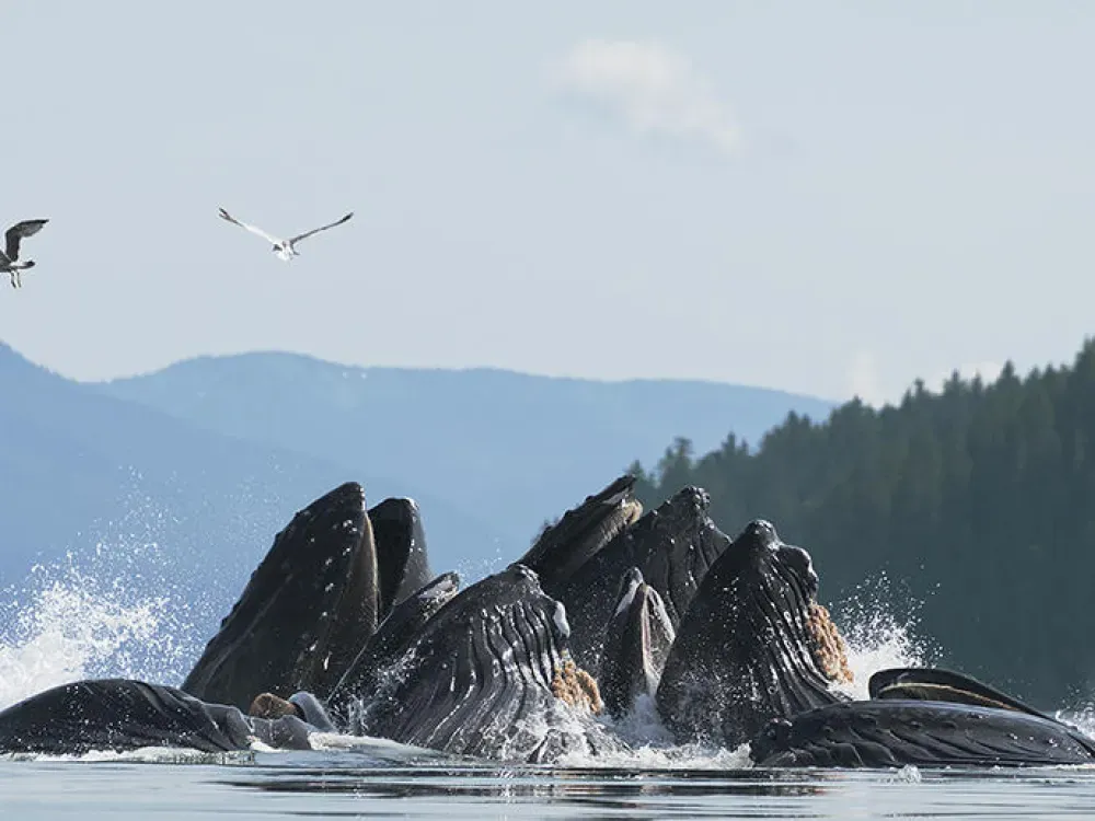 Paddle With Whales Kayak Adventure - 2