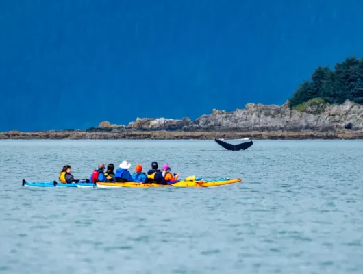 Paddle With Whales Kayak Adventure