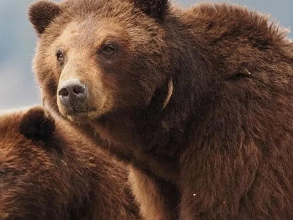 Pack Creek Brown Bear Viewing - 2