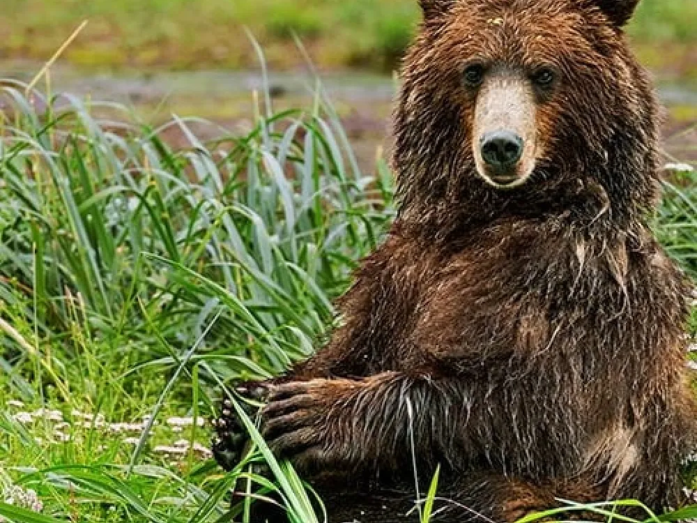 Pack Creek Brown Bear Viewing - 3