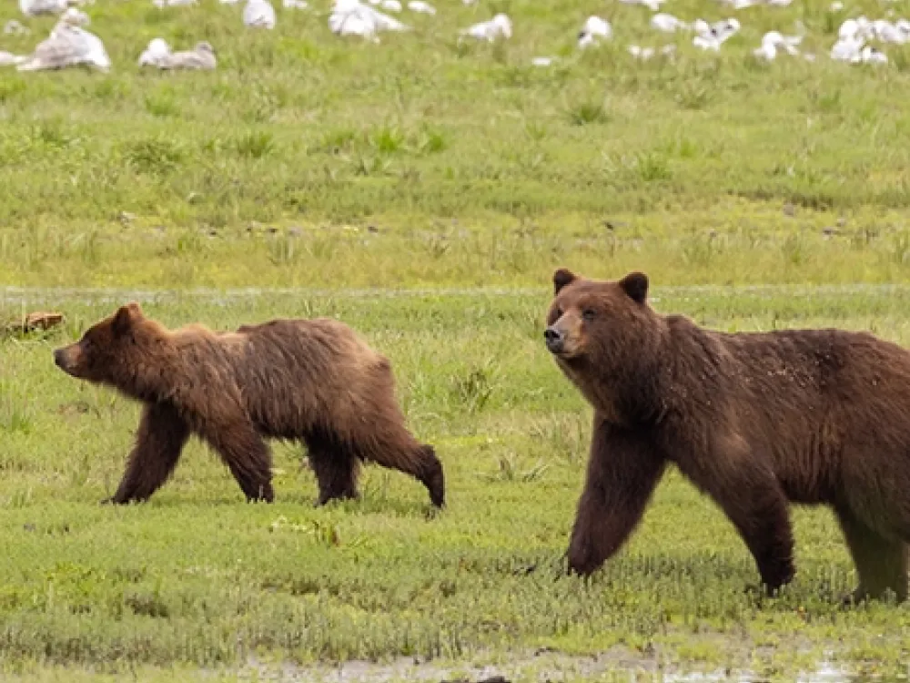 Pack Creek Brown Bear Viewing - 4