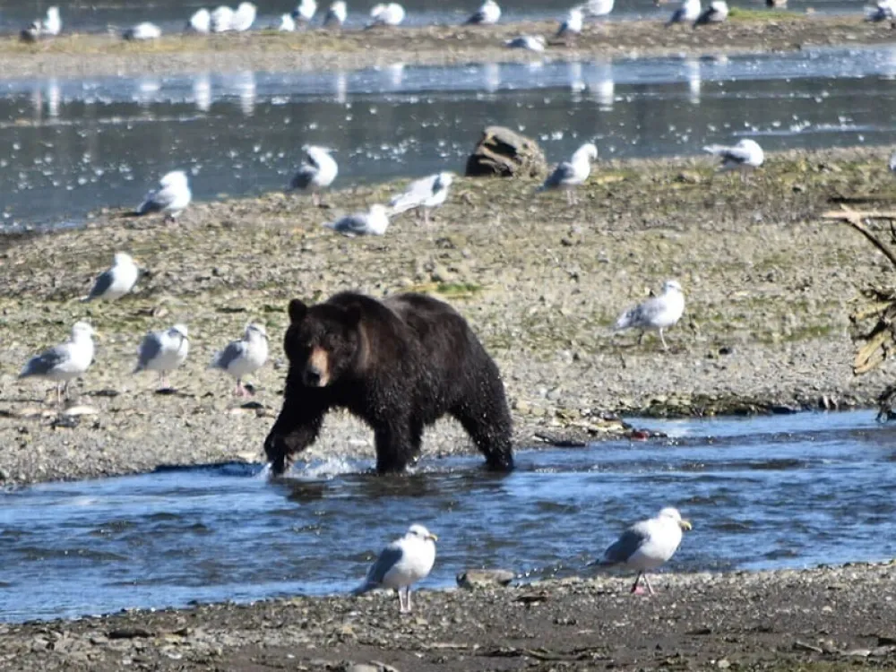 Pack Creek Brown Bear Viewing - 5