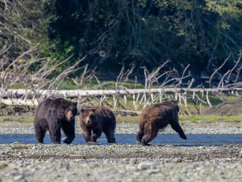 Pack Creek Brown Bear Viewing - 1