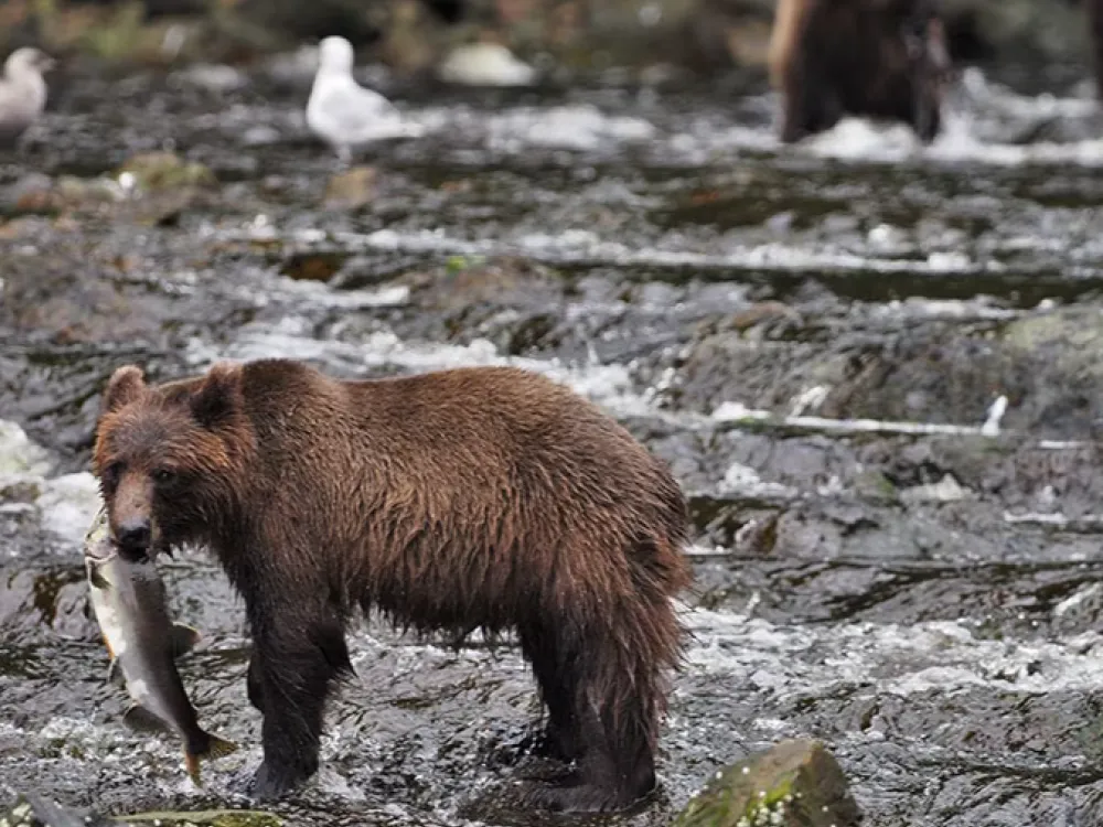 Waterfall Creek Peak Season Brown Bear Viewing - 2