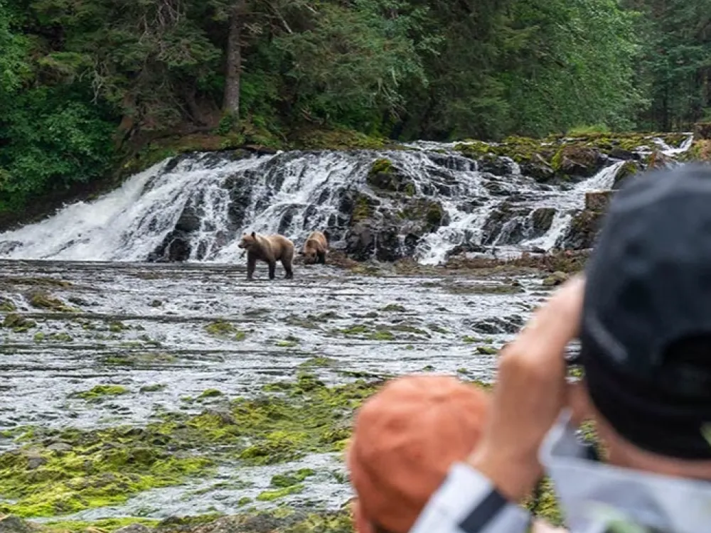 Waterfall Creek Peak Season Brown Bear Viewing - 3