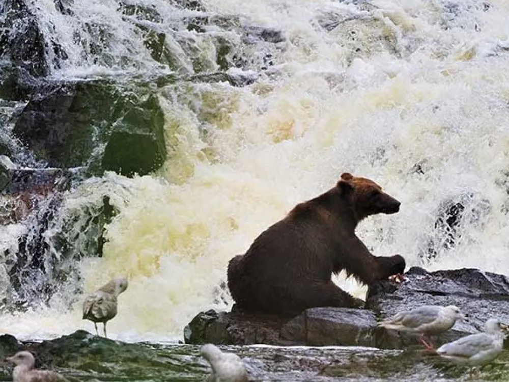 Waterfall Creek Peak Season Brown Bear Viewing - 4
