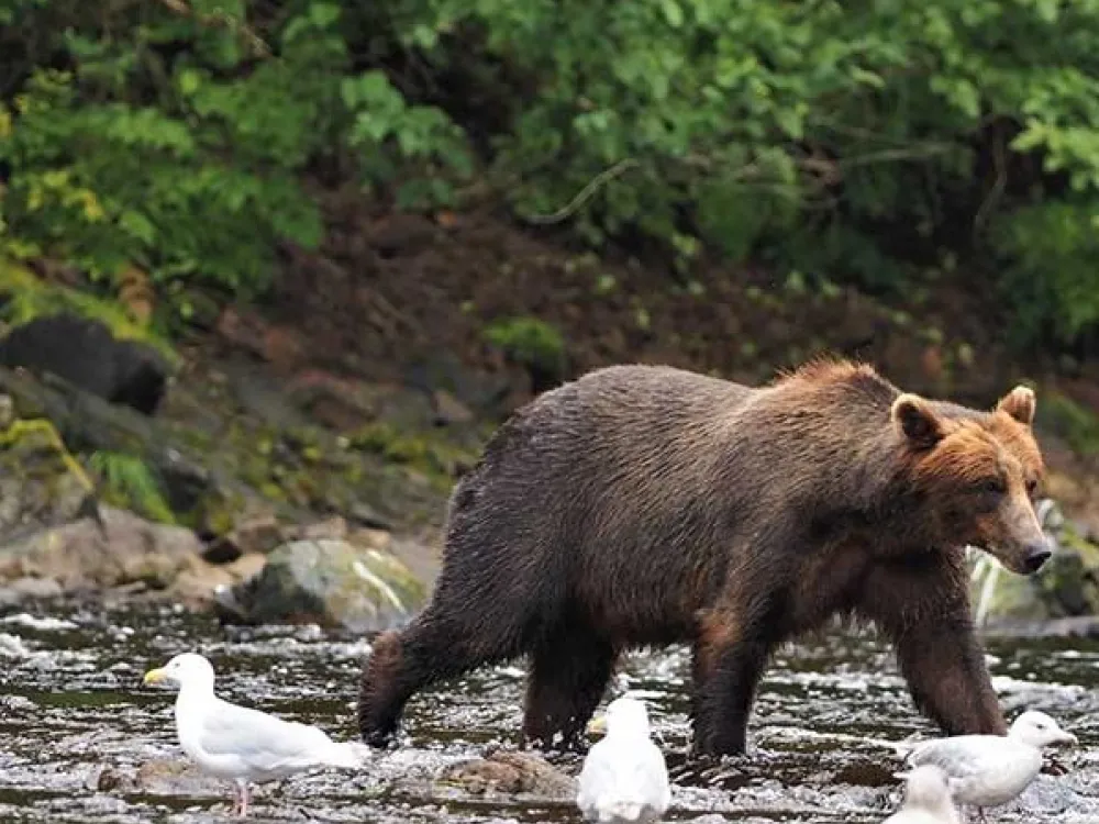 Waterfall Creek Peak Season Brown Bear Viewing - 5