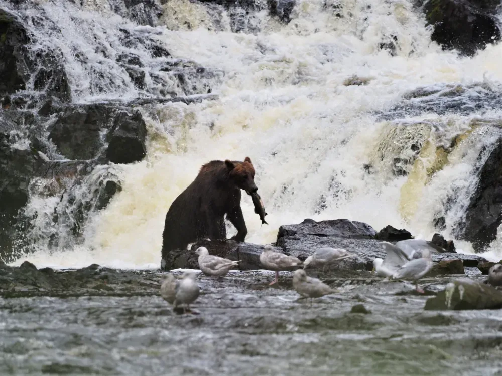 Waterfall Creek Peak Season Brown Bear Viewing - 1