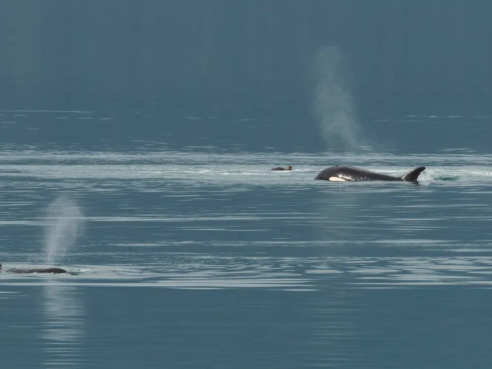 Mendenhall Glacier & Whale Quest - 5