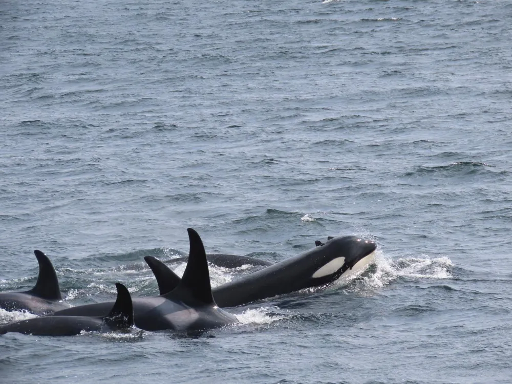 Long range Ocean Whales & Wildlife Excursion - 4