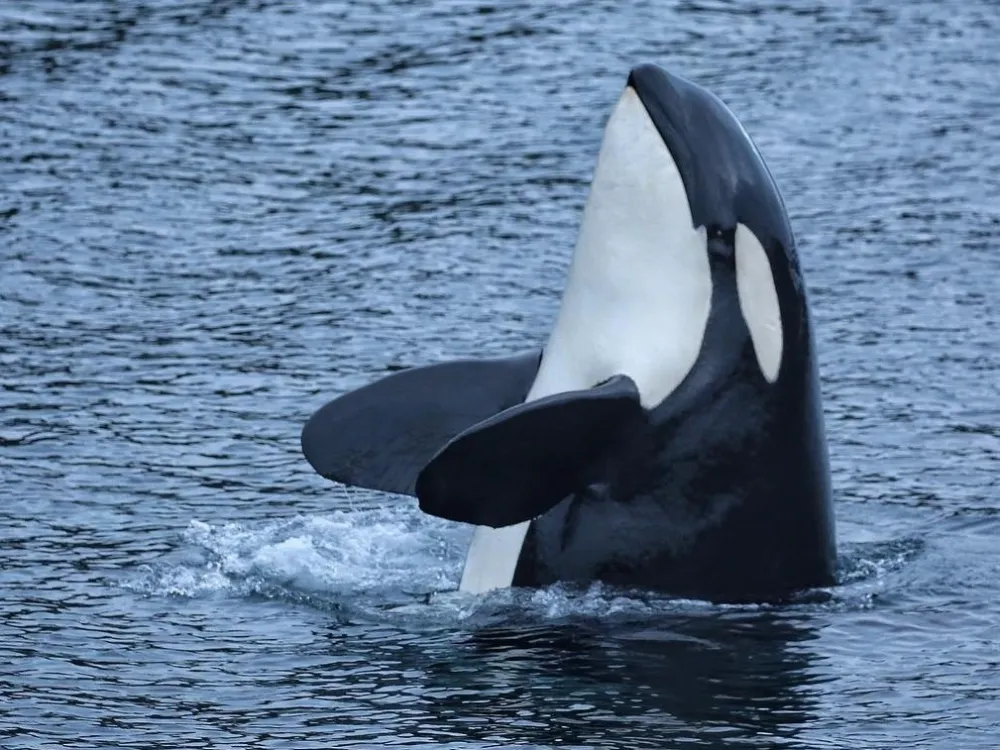 Long range Ocean Whales & Wildlife Excursion - 1