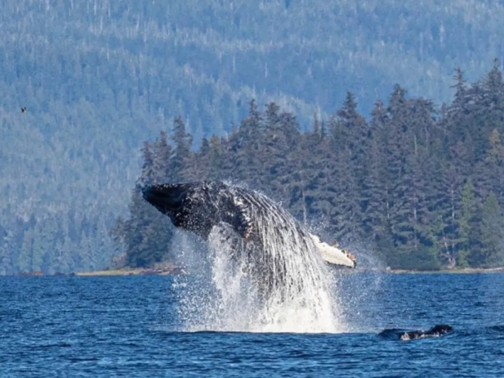 Long range Ocean Whales & Wildlife Excursion - 2