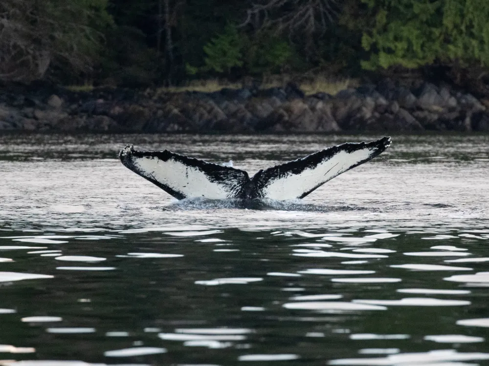 Long range Ocean Whales & Wildlife Excursion - 5