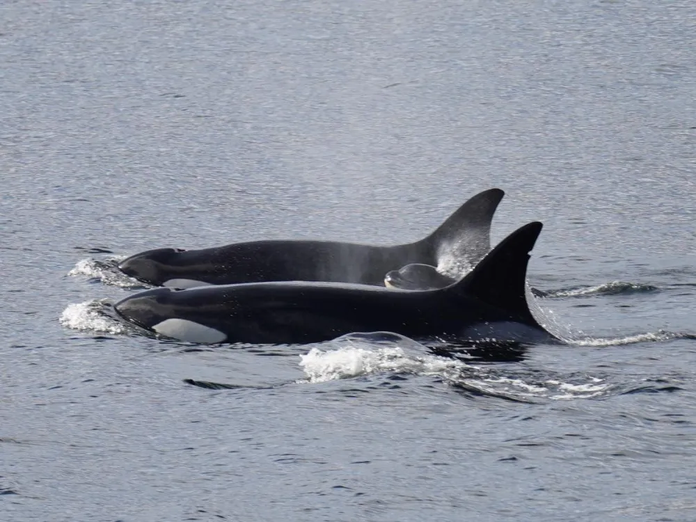 Backwater Bears & Whale watching Excursion - 3