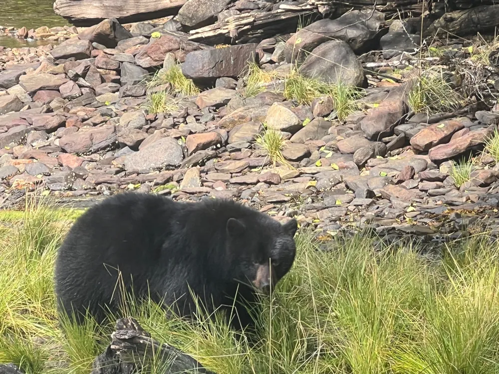 Backwater Bears & Whale watching Excursion - 2
