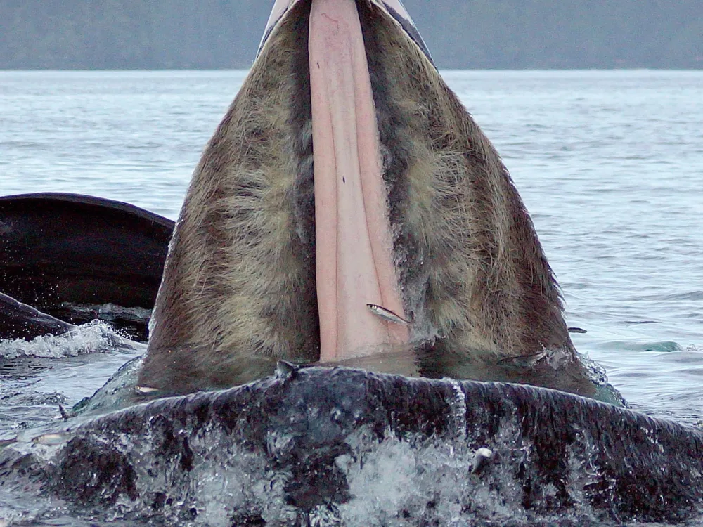 Backwater Bears & Whale watching Excursion - 4