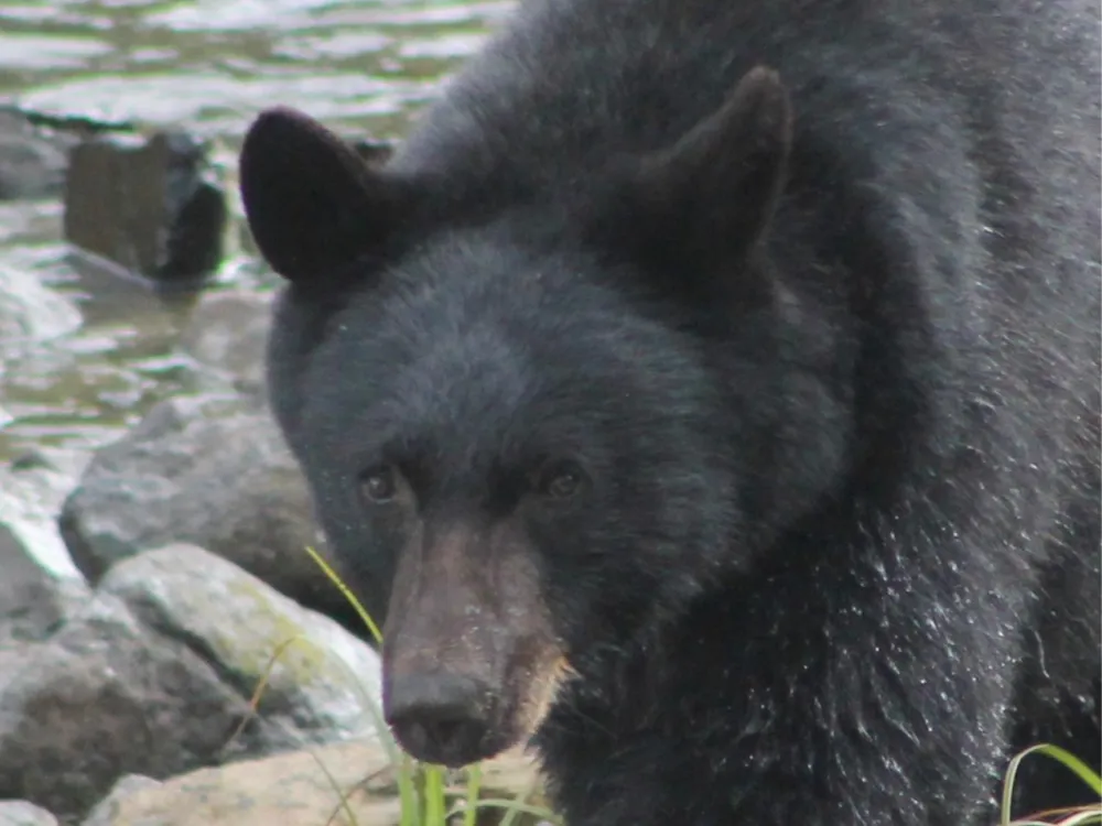 Bears - 1