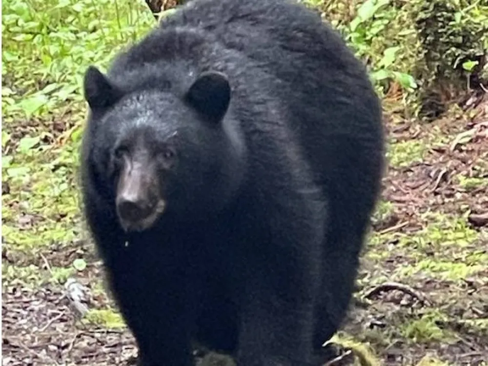 Bears - 2